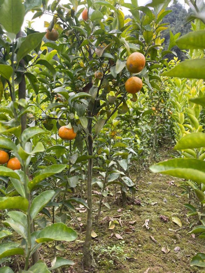 柑橘苗，基地直供，大量供应，量大从优，欢迎选购品种有保证