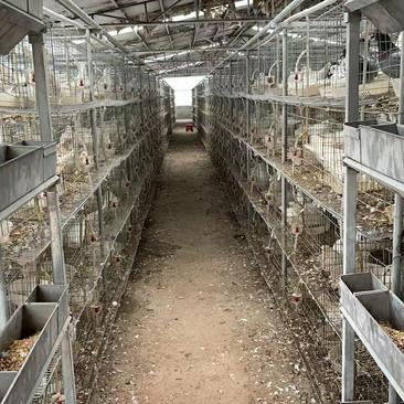鲜双母鸽子蛋专业养殖基地广东省清远市