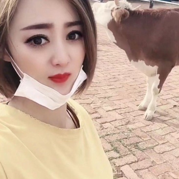 奶牛牛犊买十送二货到付款价格便宜全国包运包成活率