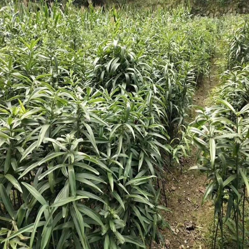 优质品种，改良品种，多花不倒苗黄精。成活率好，产量更佳
