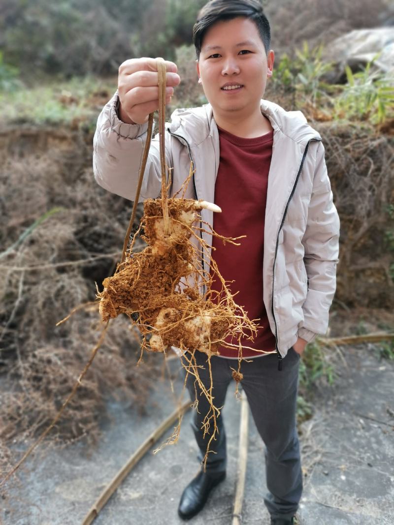 优质品种，改良品种，多花不倒苗黄精。成活率好，产量更佳