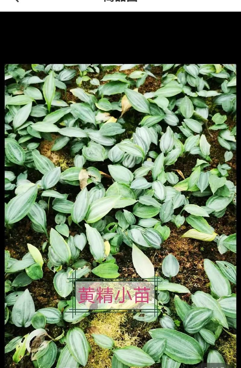 优质品种，改良品种，多花不倒苗黄精。成活率好，产量更佳