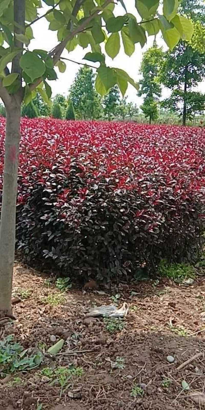 河北从生紫叶矮樱杯苗，河北从生紫叶矮樱杯苗供应