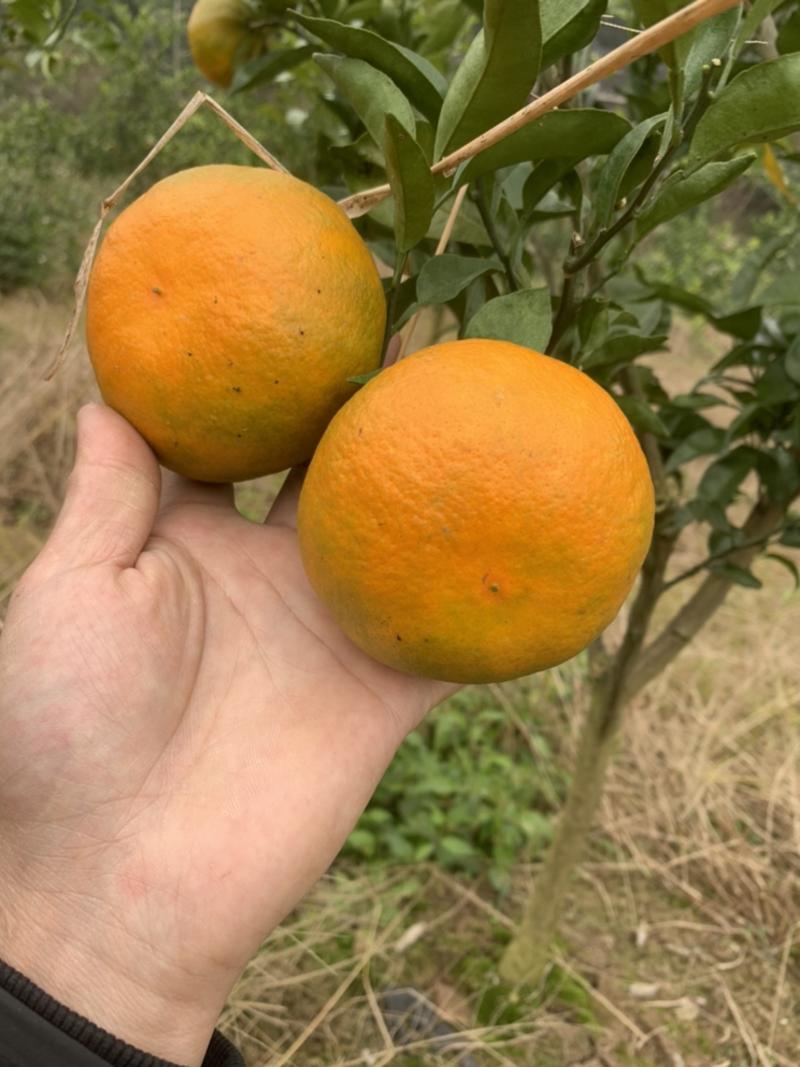 明日见柑橘树苗果大汁多成活率高果树苗种植栽培技术指导