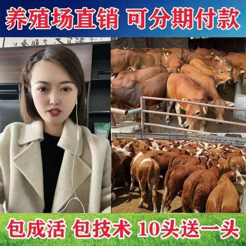 架子牛犊买十送二货到付款价格便宜全国包运包成活率