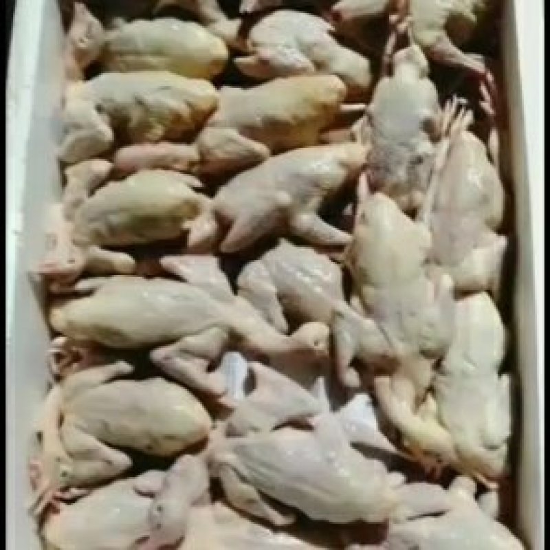 新鲜现杀白条鸽子，速冻白条鸽子，规格齐全，价格美丽