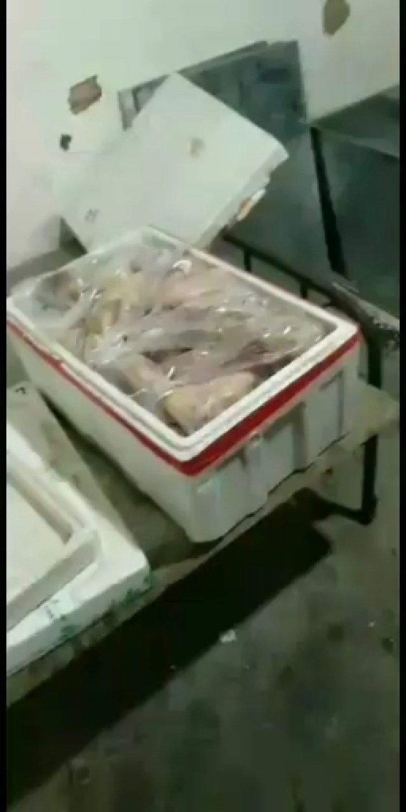 新鲜现杀白条鸽子，速冻白条鸽子，规格齐全，价格美丽