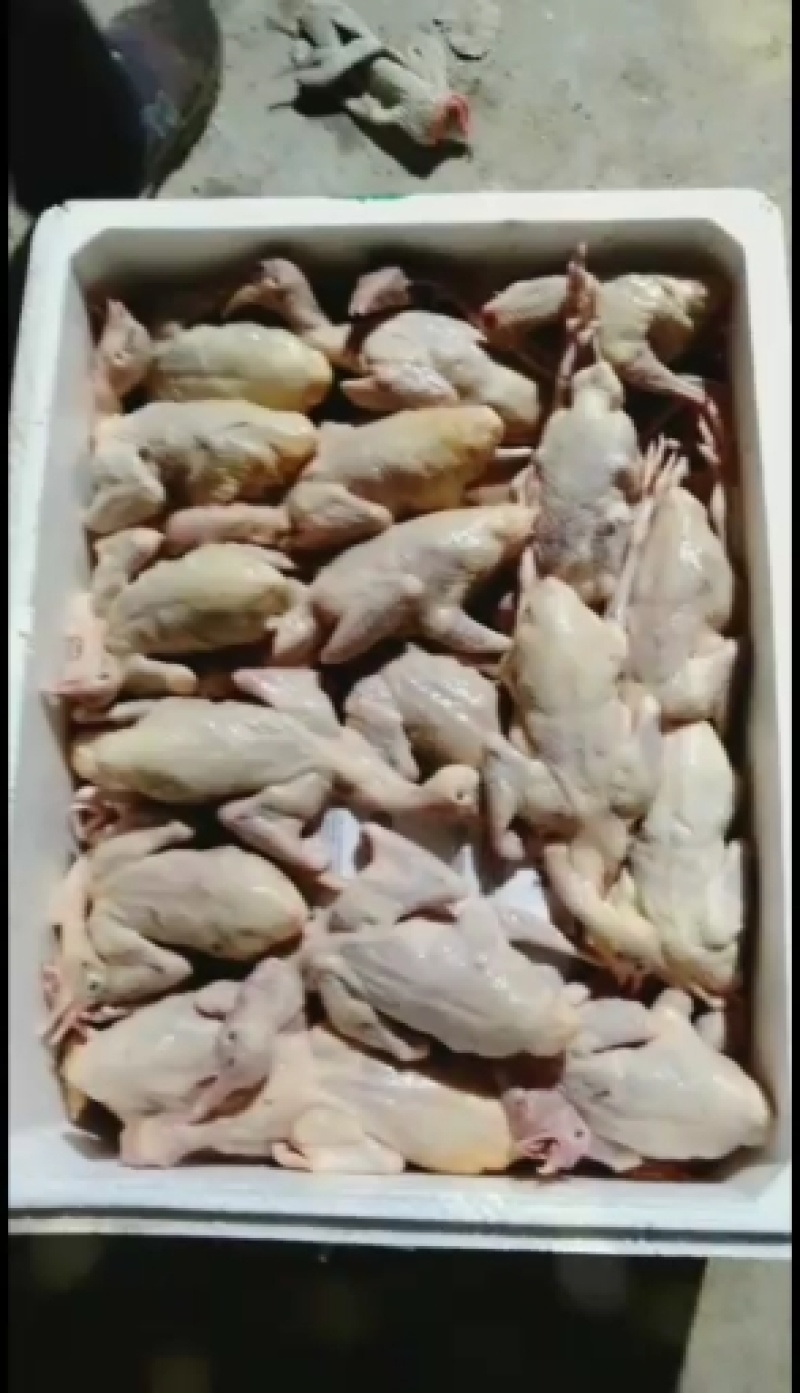 新鲜现杀白条鸽子，速冻白条鸽子，规格齐全，价格美丽