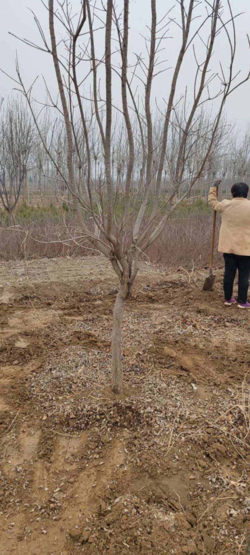 红栌,美国红栌，丛生红栌基地直销，价格优惠