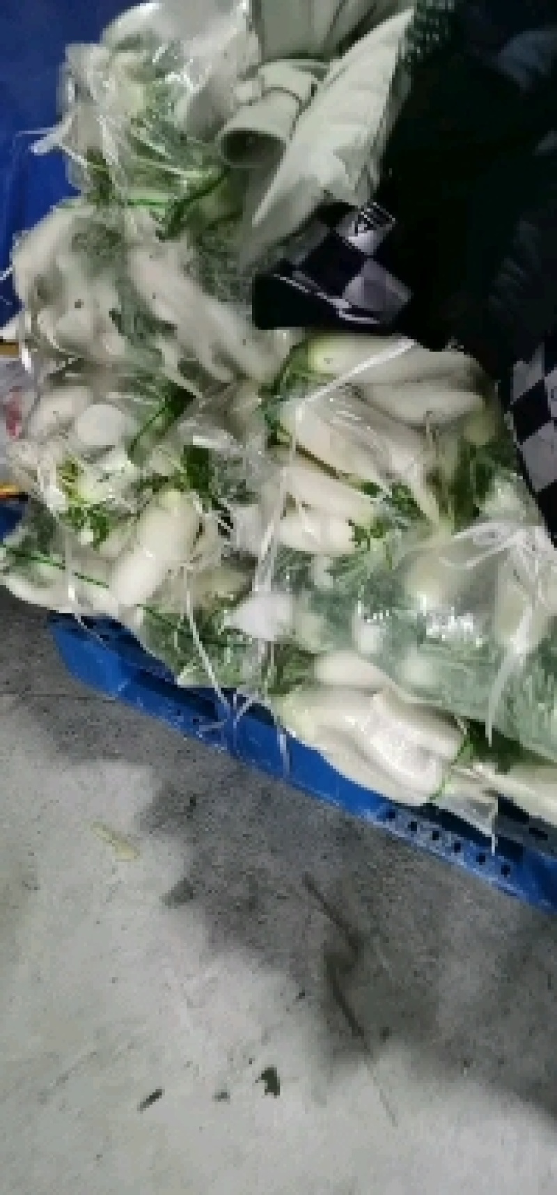 湖北天门精品白萝卜