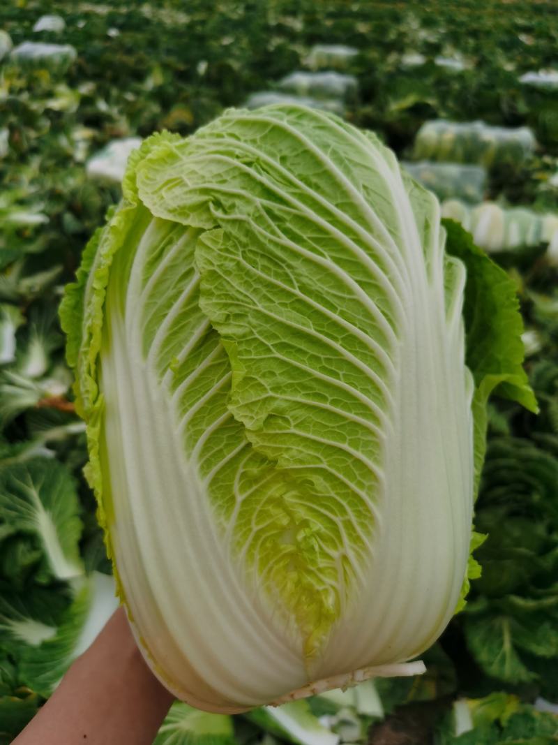 湖北长阳高山黄心大白菜产地直发保质保量诚信经营