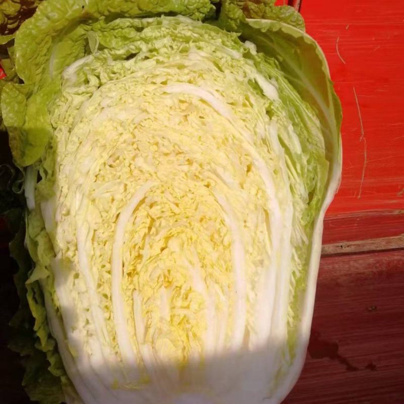 湖北长阳高山黄心大白菜产地直发保质保量诚信经营