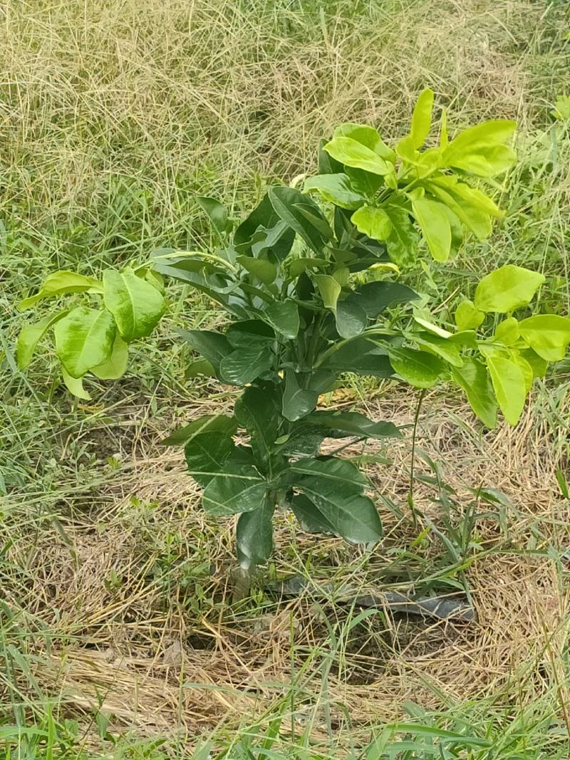 福建漳州平和正宗琯溪蜜柚