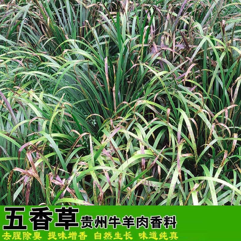 【包邮_5斤茴香菖蒲】贵州现采五香草茴香菖蒲带根