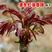 红油香椿种子四季红油香椿种子矮化香椿种子林木种子