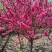 河北梅叶梅，河北独干榆叶梅，河北从生梅叶梅，大棵梅叶梅