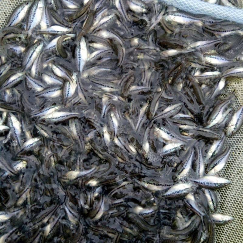 精品鲈鱼苗湖北荆州现货鲈鱼苗3口每斤大量供