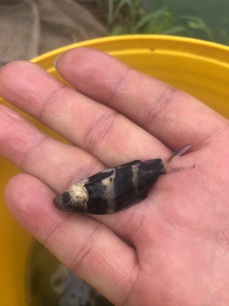 【优选】胭脂鱼苗，精品鱼苗，基地直供可送货上门可基地自提