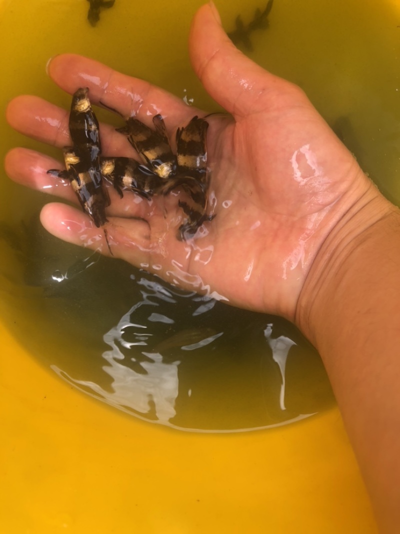 【优选】胭脂鱼苗，精品鱼苗，基地直供可送货上门可基地自提