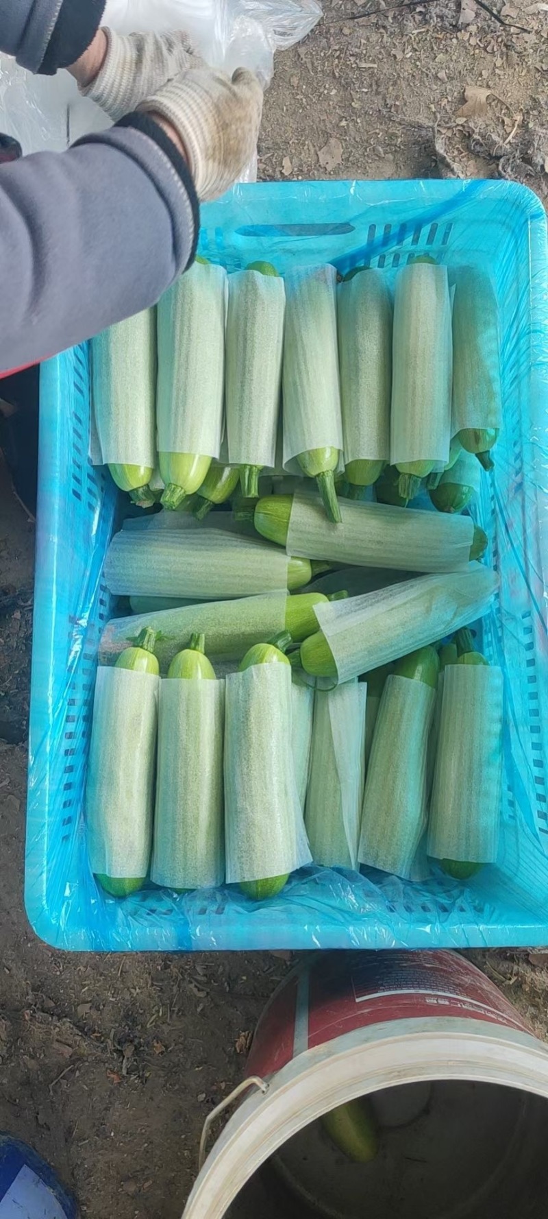 山东西葫芦绿皮西葫芦0.6斤以上基地直发规格齐全