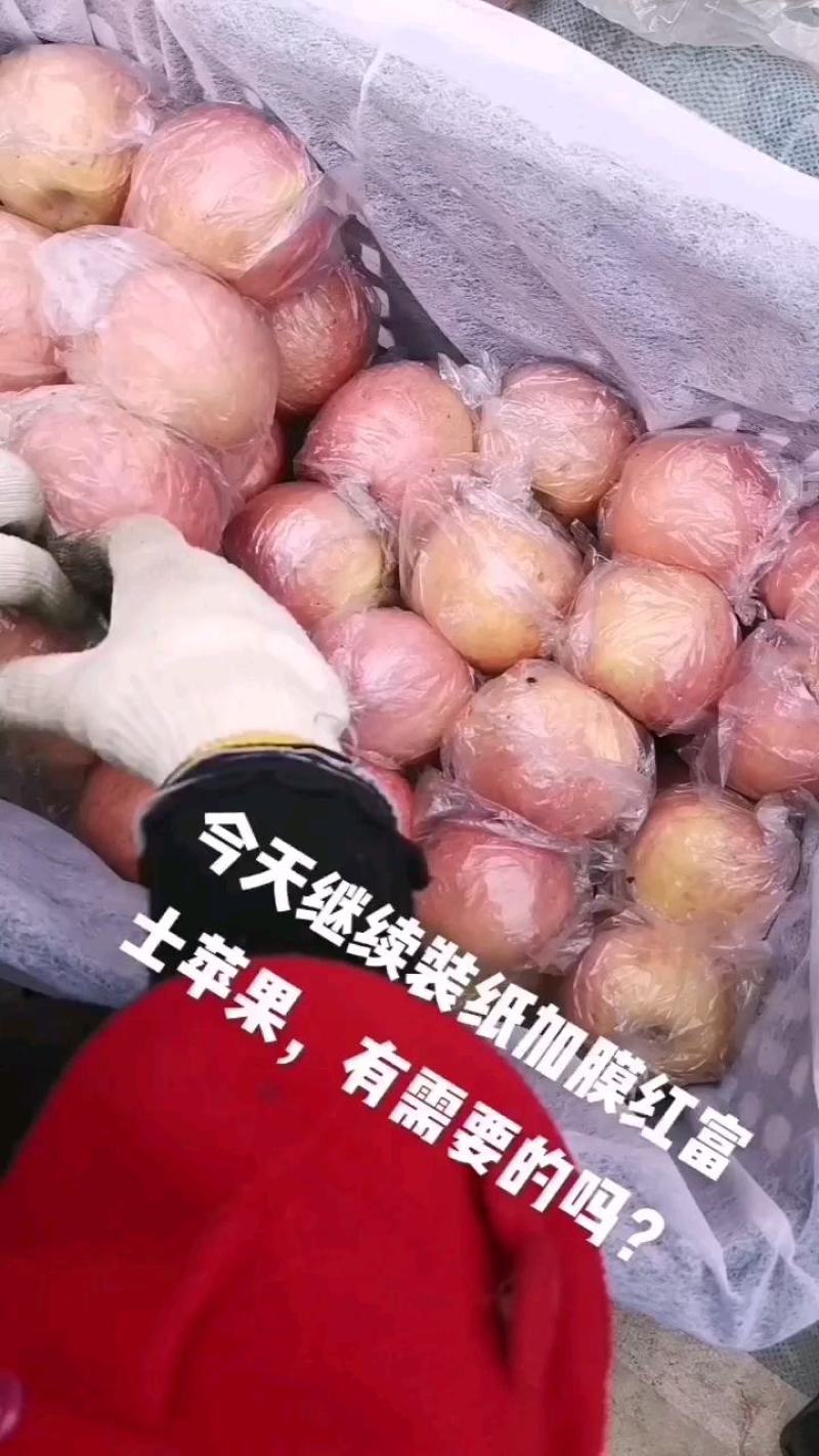 高原地窖纸加膜红富士苹果，货源充足，个大，颜色漂亮