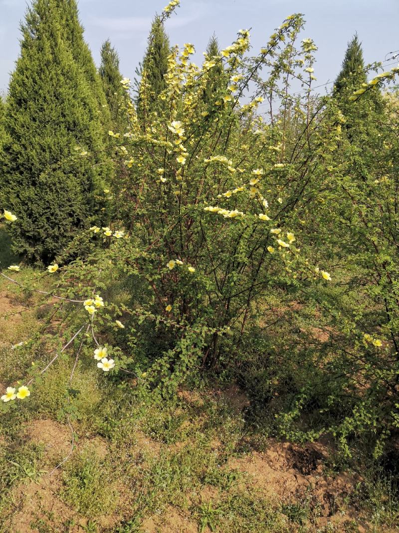河北黄剌玫，河北从生黄刺玫，河北大棵黄刺玫供应