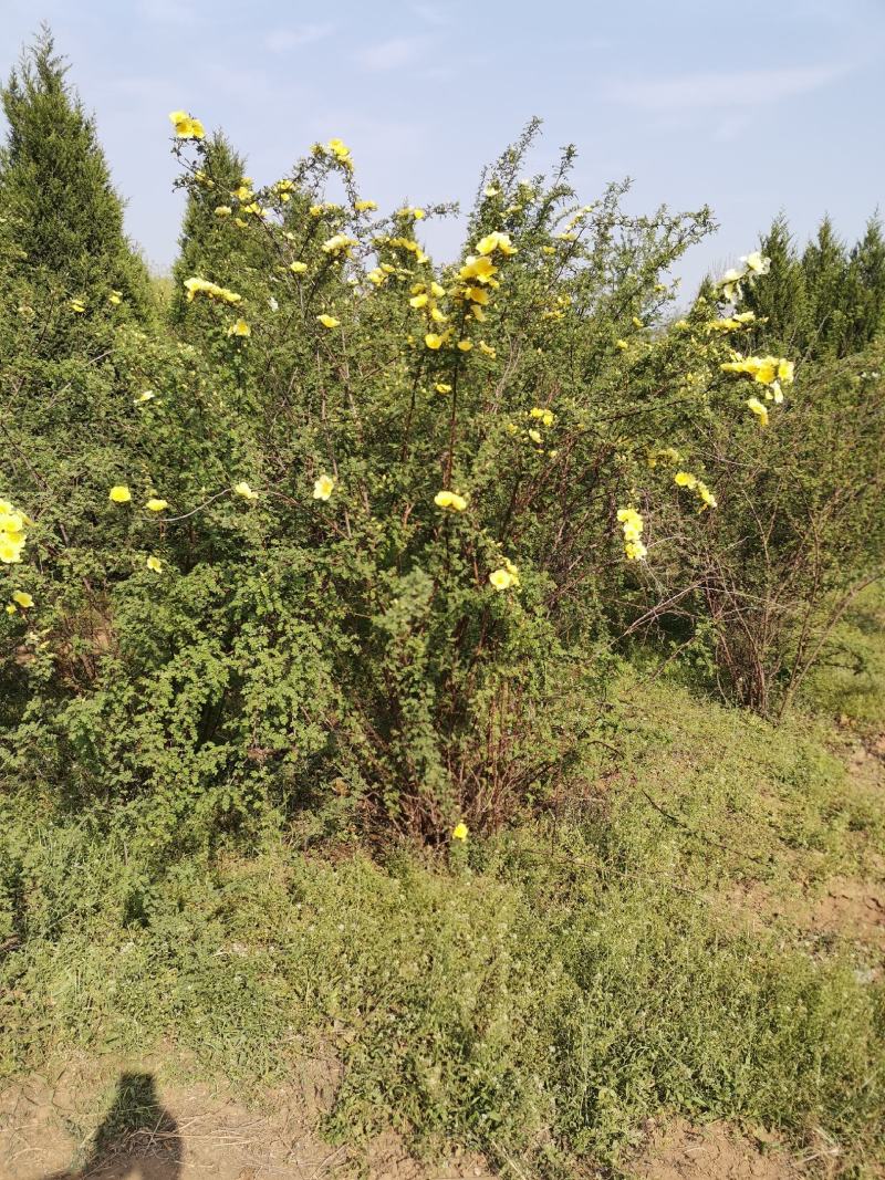 河北黄剌玫，河北从生黄刺玫，河北大棵黄刺玫供应