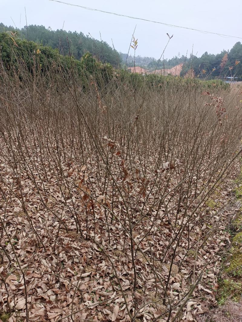 板栗苗，精品苗木，物廉价美