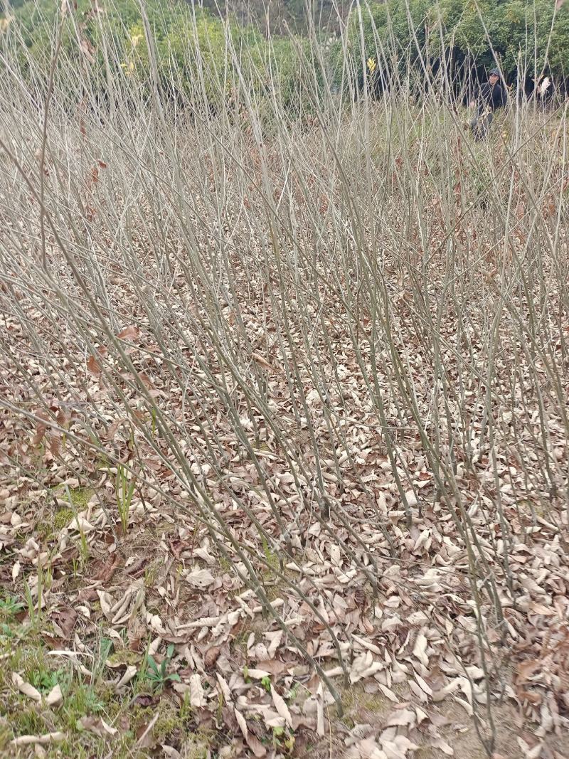板栗苗，精品苗木，物廉价美