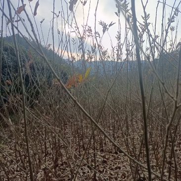 板栗苗，精品苗木，物廉价美