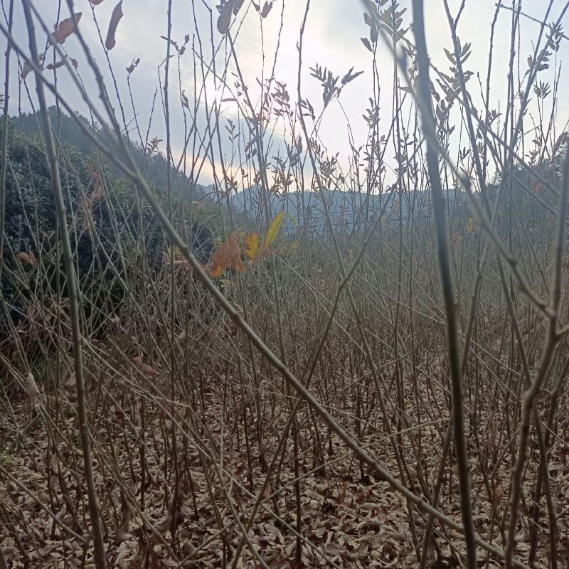 板栗苗，精品苗木，物廉价美