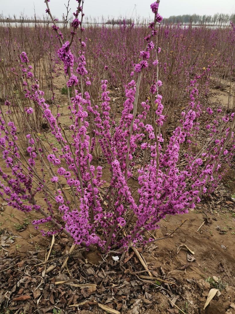 河北从生紫荆，河北独杆紫荊供应，河北从坐紫荊基地