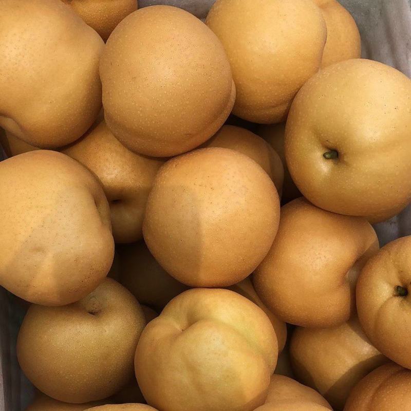 晚秋黄梨大量上市货品足质量好香甜汁多欢迎选购
