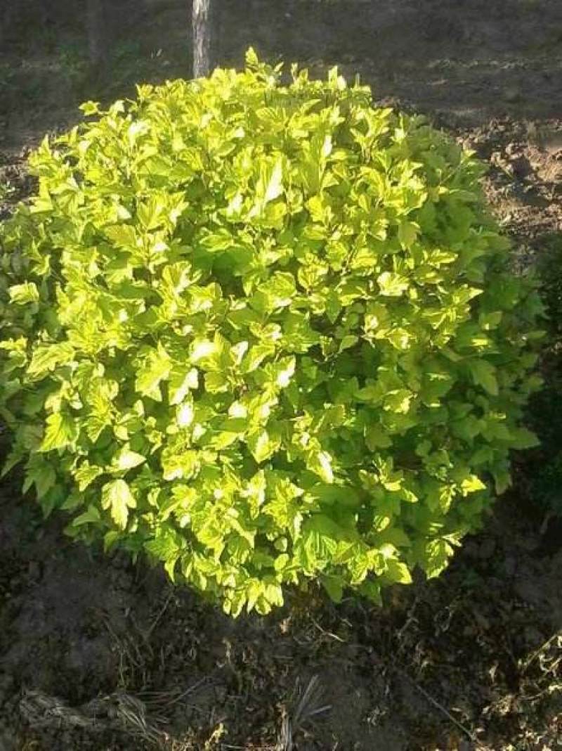 河北定州金叶风箱果球，80---1米绿化工程
