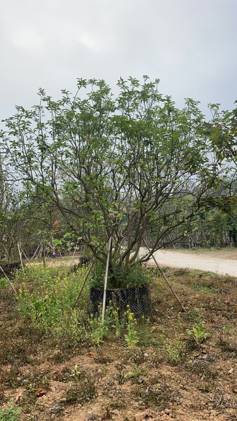 【柚子树】丛生柚子树，地产用苗，开花结果全国发货