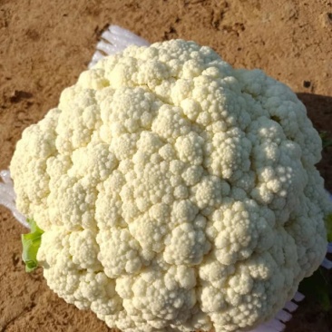 精品散花