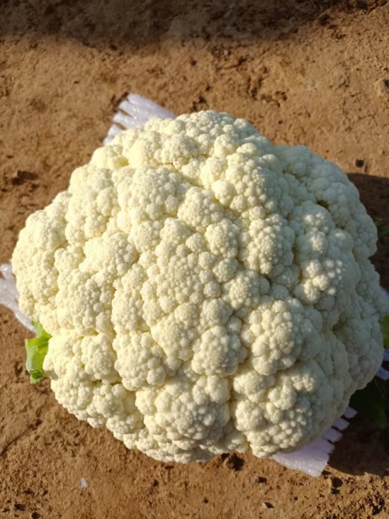 精品散花