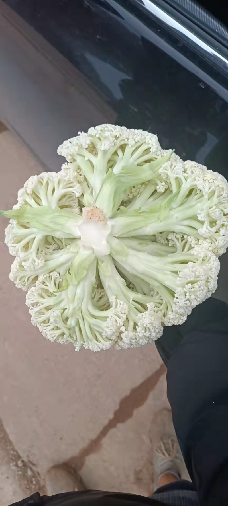 精品散花