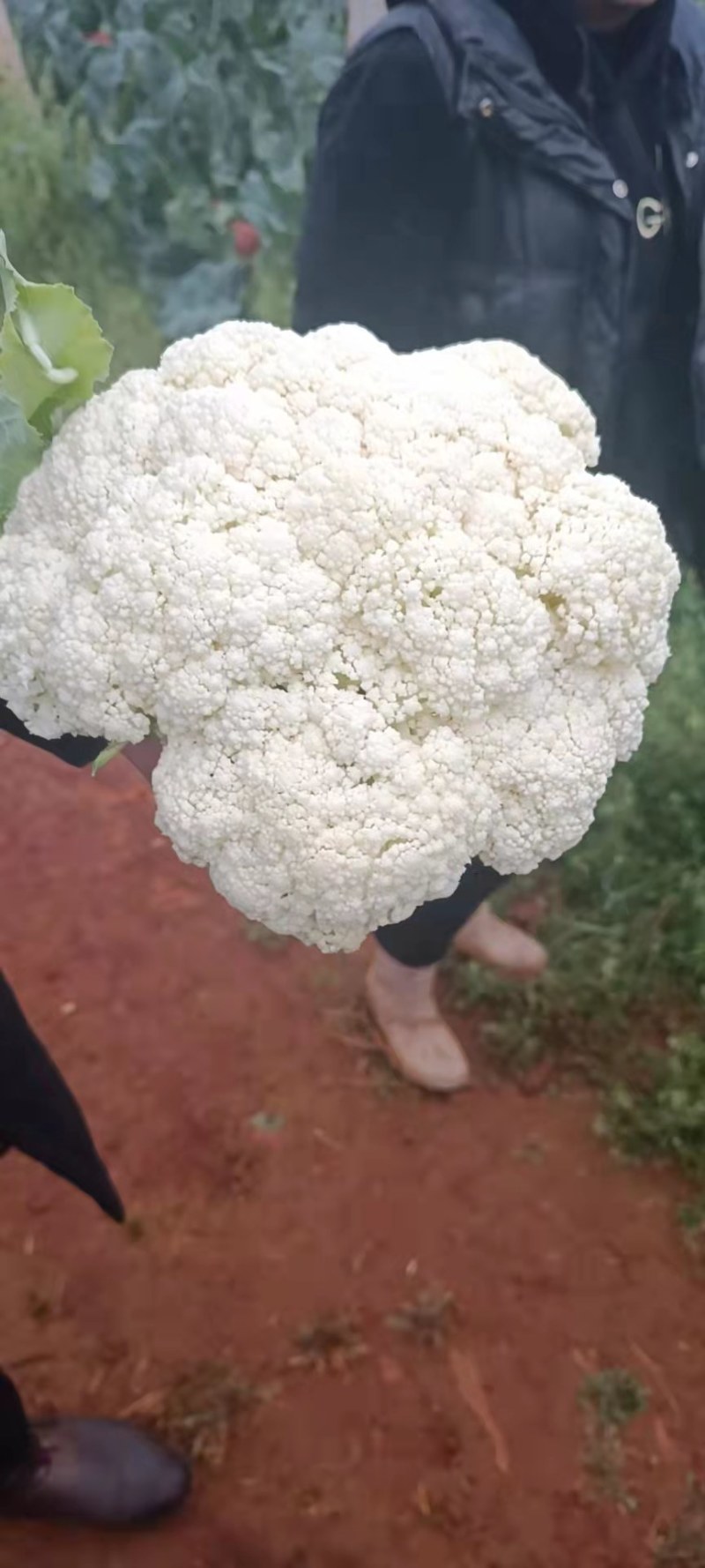 精品散花