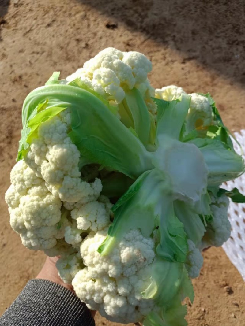 精品散花