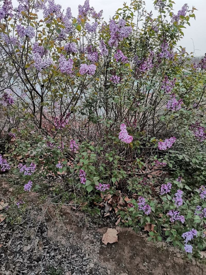 河北紫丁香，河北从生紫丁香，河北大棵紫丁香