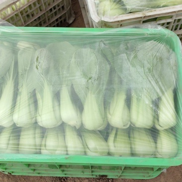 山西大同中颗油菜