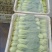 山西大同中颗油菜