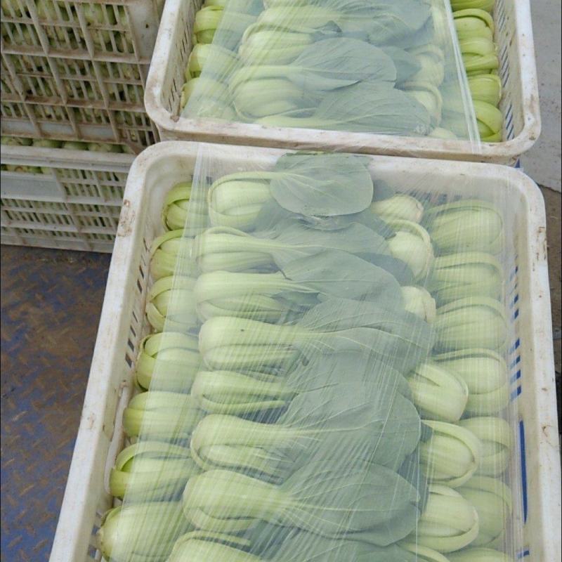 山西大同中颗油菜