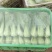 山西大同中颗油菜