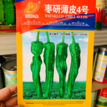 东蔬三星枣研薄皮4号皱皮椒种子辣味强绿色皱皱辣辣椒种子