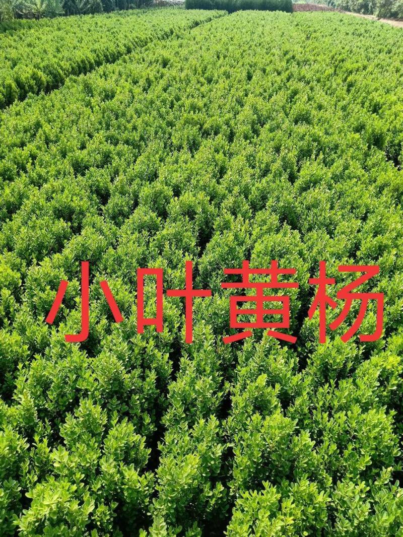 河北小叶黄杨，河北小叶黄杨供应，河北小叶黄杨基地