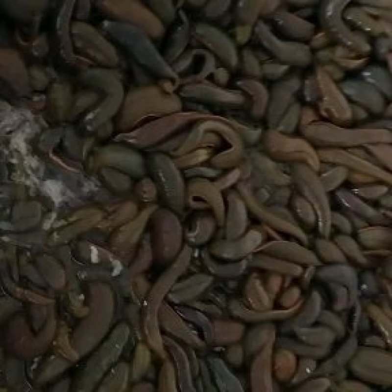 广东水蛭自己养殖菲牛蛭鲜货，精品高含量