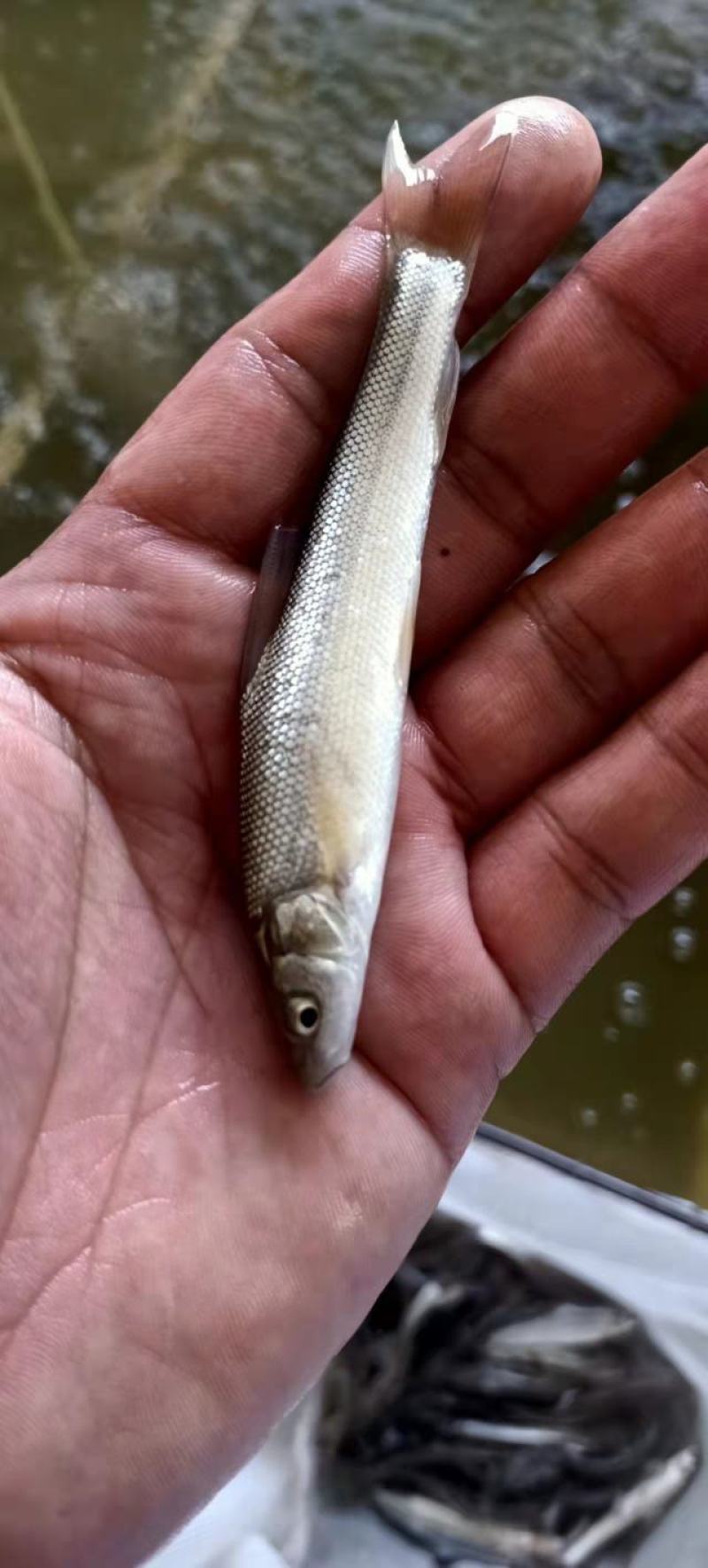 银雪鱼苗淡水银鳕鱼苗损失必赔养殖基地直发一手货源