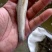 银雪鱼苗淡水银鳕鱼苗损失必赔养殖基地直发一手货源